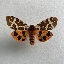 Entomologie*Actia caja*Ex pupae*nr1