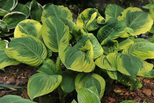 Hosta carnival funkien - 1x,