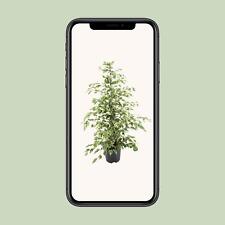 Ficus benjamina Twilight -