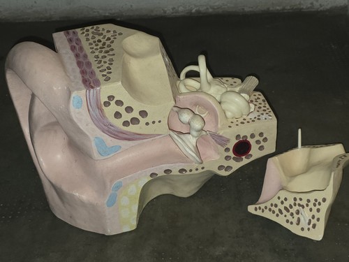 Anatomie ohr gehörorgan - anatomie,