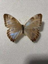 Entomologie*Morpho portis sp