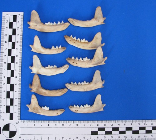 10er pack kieferknochen - pack,