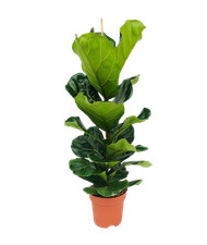 Bloomique - Ficus Lyrata -