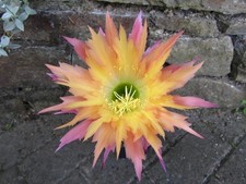 große Super Apricot gezackt Echinopsis Hybride Lobivia  Kaktus Cactus