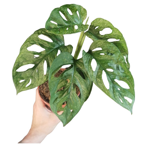 Monstera adansonii mint - monstera,