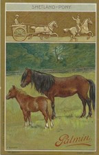 65/585 SAMMELBILD SHETLAND PONY PFERD WIESE WEIDE HOBBY FREIZEIT