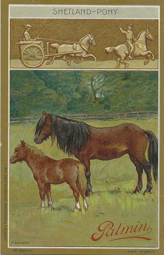 585 sammelbild shetland - 65/585,