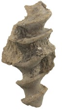 Karbon  Archimedes communis