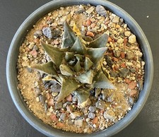 Ariocarpus trigonus