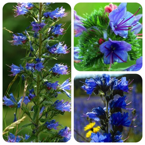 Blauer natternkopf echium - blauer,