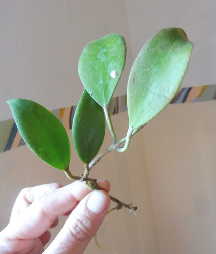 Blatt ableger hoya - 🌷4-blatt, ableger🌷hoya