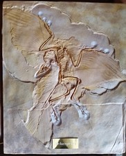 Volle Größe "Archaeopteryx" Dinosaurier Fossil Replik/Dekoratoren Stück.