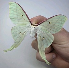Actias artemis set - a-,