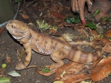 Deko figur bartagame groß - deko,