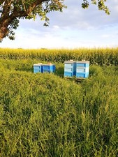 Ableger/Völker Zander Beute 10 Waben Zu Verkaufen