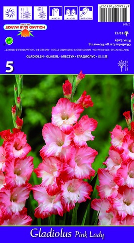 Gladiolen - (◕‿◕)\@,