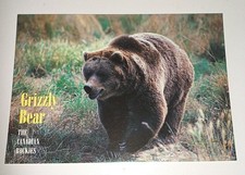 Grizzly Bär Bear Wildlife