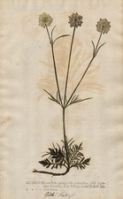 Scabiosa Skabiose pincushions