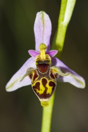 Ophrys scolopax - ,