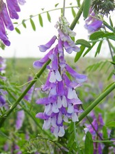 Vicia villosa ZOTTEL-WICKE 50 Samen Wildpflanze