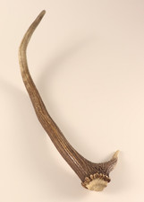 Abwurfstange geweihstange - abwurfstange,
