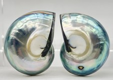 Vintage Art Deco Nautilus