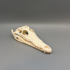 Original Krokodilschädel