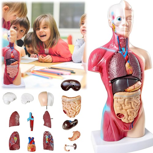 Stück human torso - stück,