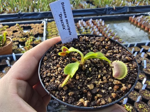 Dionaea muscipula dracula - dionaea, 'dracula'