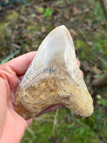Fossiler megalodon hai - fossiler,