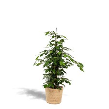 Ficus benjamina Danielle –