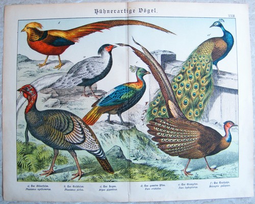 Chromo lithografie 1886 - chromo-lithografie,