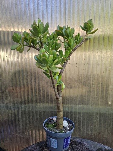Crassula ovata geldbaum ca - crassula, geldbaum,