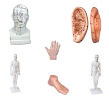 Modell für Akupunktur Einzelmodell Akupunkturmodell Kopf, Hand, Fuß oder Ohr