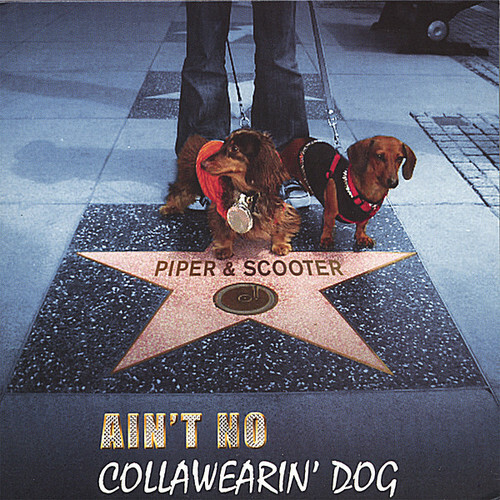 Ain collawearin dog by - collawearin',