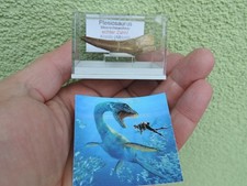 schöner Zahn vom Plesiosaurus