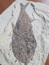 Steinplatte Versteinerung