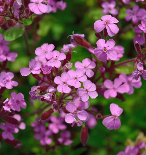 Rotes seifenkraut saponaria - -,
