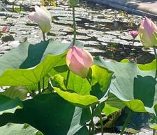 SAMEN LOTUS Blume Teichblume