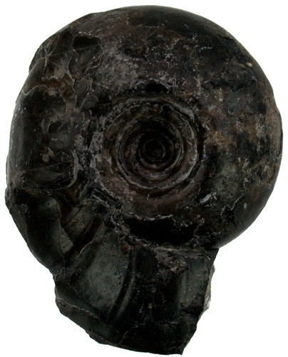 Trias ptychites gradinarui - trias,