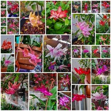 Schlumbergera Hybride " Schnäppchen-Paket 9 verschiedene Sorten " auch Gelb