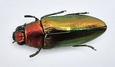 Buprestidae, Philocteanus