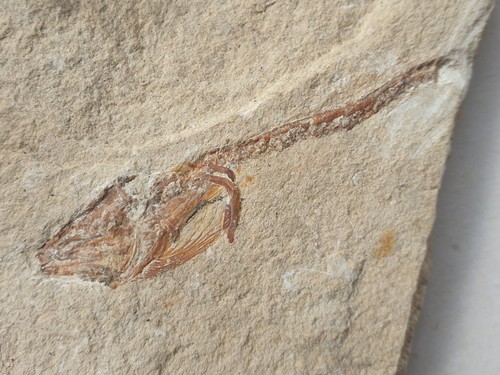 Fossiler aal enchelion - fossiler,