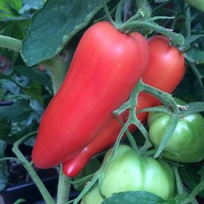 Andenhorn Flaschentomate alte Sorte aus Peru / Ecuador seltene Tomate