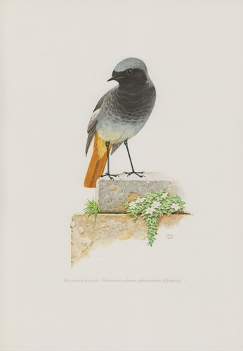 Hausrotschwanz phoenicurus - hausrotschwanz,