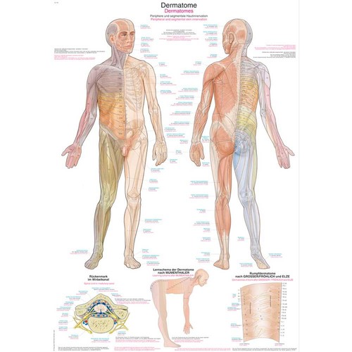 Erler zimmer anatomische - erler,