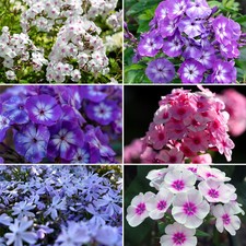500 Samen Phlox Mischung Grandiflora Flammenblume Sommerblumen Bauerngarten