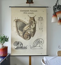 VINTAGE | SCHULWANDKARTE SCHNECKE SNAIL HELIX  PFURTSCHELLER | SCHOOL WALL CHART