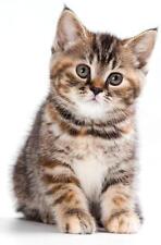 Aufkleber Auto Motorrad Tier