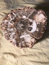 Verkieseltes Holz, Madagaskar, Nr. 861